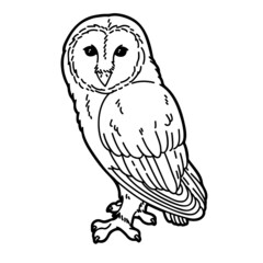 Cute owl. Vector illustration of cute outline barn owl