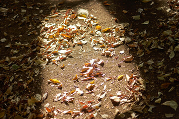 太陽光・日差し・地面・砂地に落ち葉