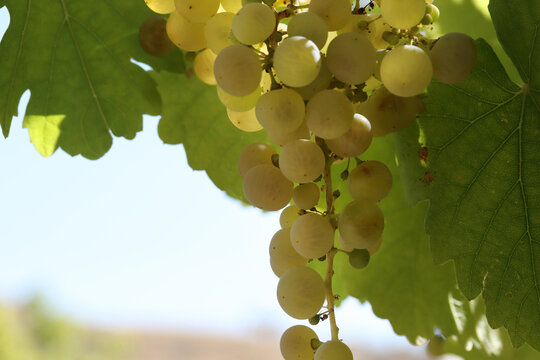 Ripe natural white grapes in autumn