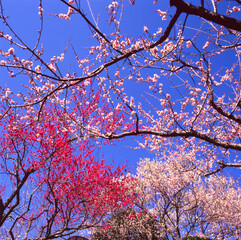 水戸偕楽園（日本　茨城）の白梅と紅梅と青空