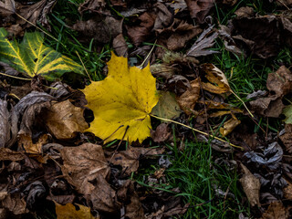 autumn leaves on the ground