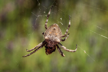 Knobbled Orbweaver eating a bee in a garden