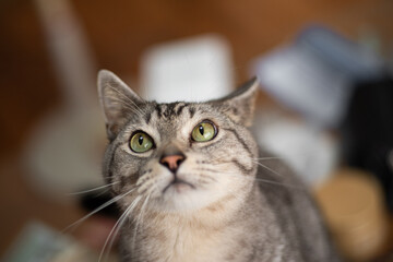 興味深々な猫　サバトラ猫