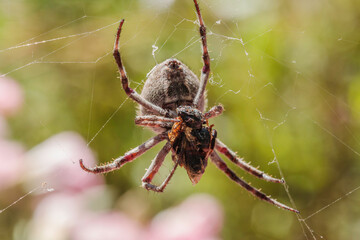 Knobbled Orbweaver eating a bee in a garden