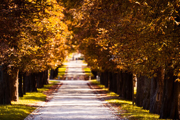 Fototapeta na wymiar Beautiful parkway in the Tivoli Park in Ljubljana in autumn with orange brown colored backlit leaf trees