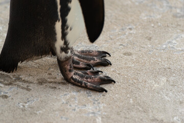ペンギンの足
