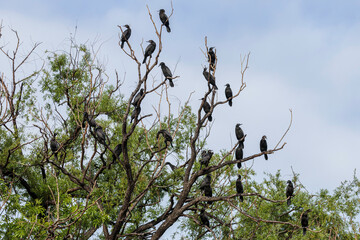 Little Black Cormorants in a tree