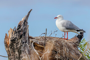 Silver Gull on a tree on an island in a lake