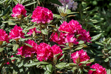 Catawba Rhododendron Cultivar (Rhododendron catawbiense) in park