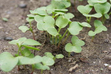 Radish | Radis