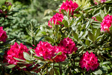 Catawba Rhododendron Cultivar (Rhododendron catawbiense) in park