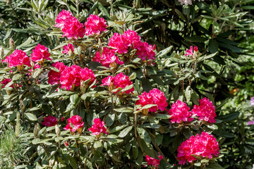 Catawba Rhododendron Cultivar (Rhododendron catawbiense) in park