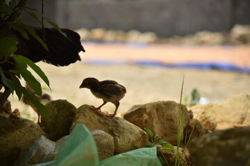 Pulcino che impara a camminare