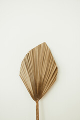 One dry tropical palm leaf isolated on white background. Minimal floral concept.
