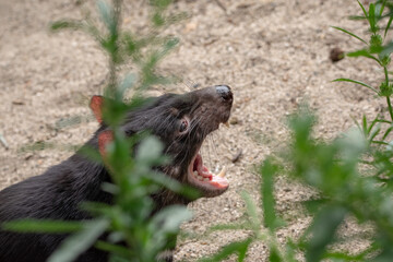 tasmanian devil yawning