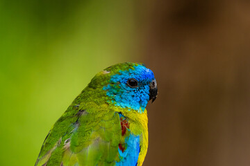 rainbow lorikeet parrot