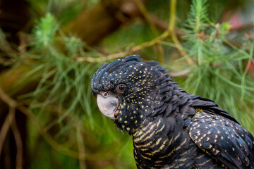 close up of a bird