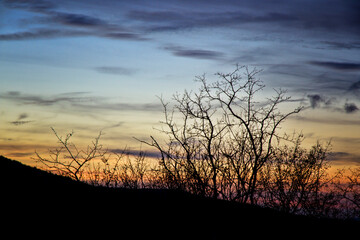 Mountain sunset with hawthorn silhouette