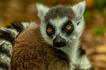 portrait of a lemur