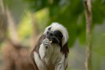 portrait of a monkey