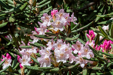 Catawba Rhododendron Cultivar (Rhododendron catawbiense) in park