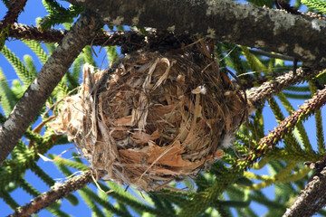 A round bird's nest is seen frm below. It is made largely from paper-bark, as well as some twigs and grasses. It is in a pine tree.