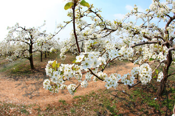 Pear trees blossom in spring