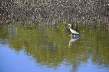 A grey heron is walking through a pond, creating ripples. Brown reeds are to one side. Some trees and the sky are reflected in the water.