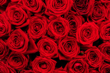 Hintergrund der roten Rosen