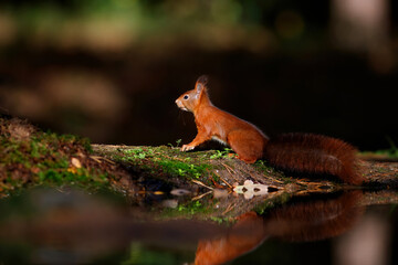 Eurasian red squirrel (Sciurus vulgaris) searching for food in the autumn in the forest in the South of the Netherlands.