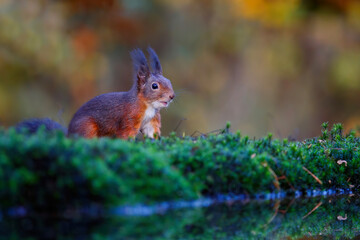 Eurasian red squirrel (Sciurus vulgaris) searching for food in the autumn in the forest in the South of the Netherlands.