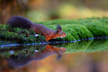 Eurasian red squirrel (Sciurus vulgaris) searching for food in the autumn in the forest in the South of the Netherlands.