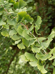 Branches of Ginkgo or maidenhair tree (Ginkgo biloba) covered of characteristic fan-shaped clustered gray-green leaves