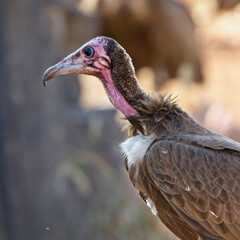 Hooded Vulture (Necrosyrtes monachus), portrait of an adult, Gambia.