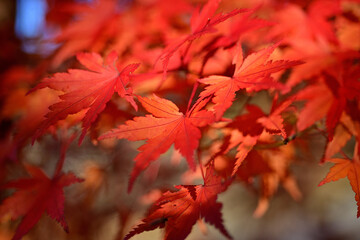 The trees leaves on the mountains were starting to change color.