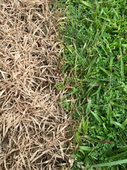 close up of dead grass next to healthy green grass