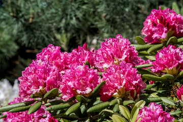Catawba Rhododendron Cultivar (Rhododendron catawbiense) in park