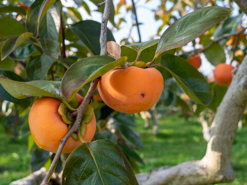 Fuyu persimmon field in Motosu city