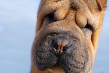 Shar Pei puppy, face close-up on a blue background. Focus on the nose.