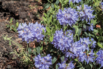 Dwarf Purple Rhododendron (Rhododendron impeditum) in park