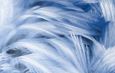 Close-up, dark blue and white feathers vintage texture background.