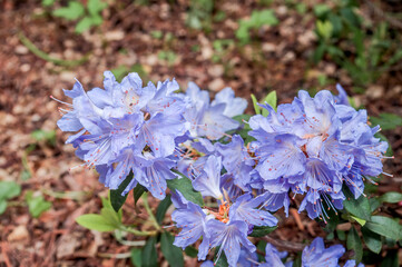 Dwarf Purple Rhododendron (Rhododendron impeditum) in park