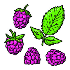 Vector set of cute hand drawn colorful raspberry