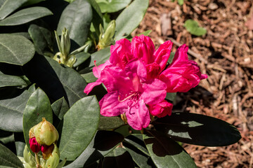 Dwarf Rhododendron Cultivar (Rhododendron repens) in park