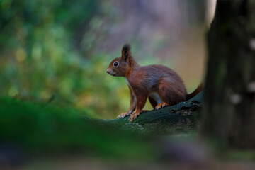 Naklejka na ściany i meble Eurasian red squirrel (Sciurus vulgaris) searching for food in the autumn in the forest in the South of the Netherlands.