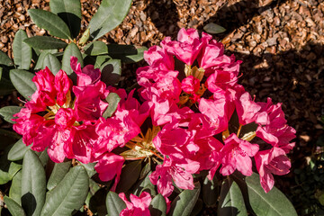 Dwarf Rhododendron Cultivar (Rhododendron repens) in park