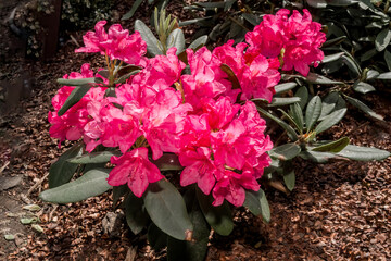 Dwarf Rhododendron Cultivar (Rhododendron repens) in park