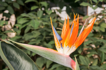 Bird of Paradise (Strelitzia reginae) in greenhouse