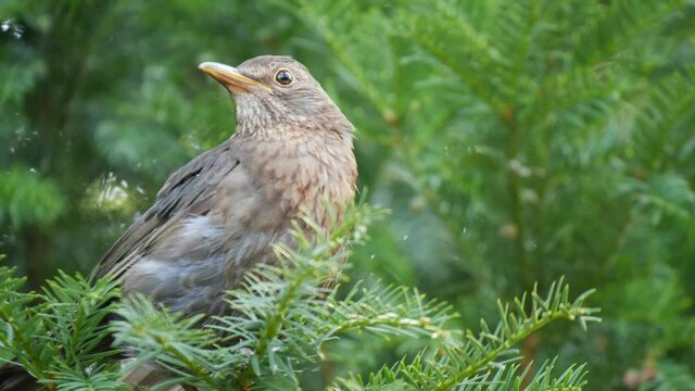 Amsel Nahaufnahme im Tiergarten Berlin