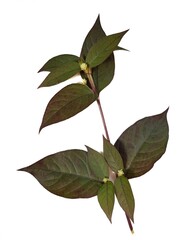 Picture of brown leaves with white flowers on a white background.